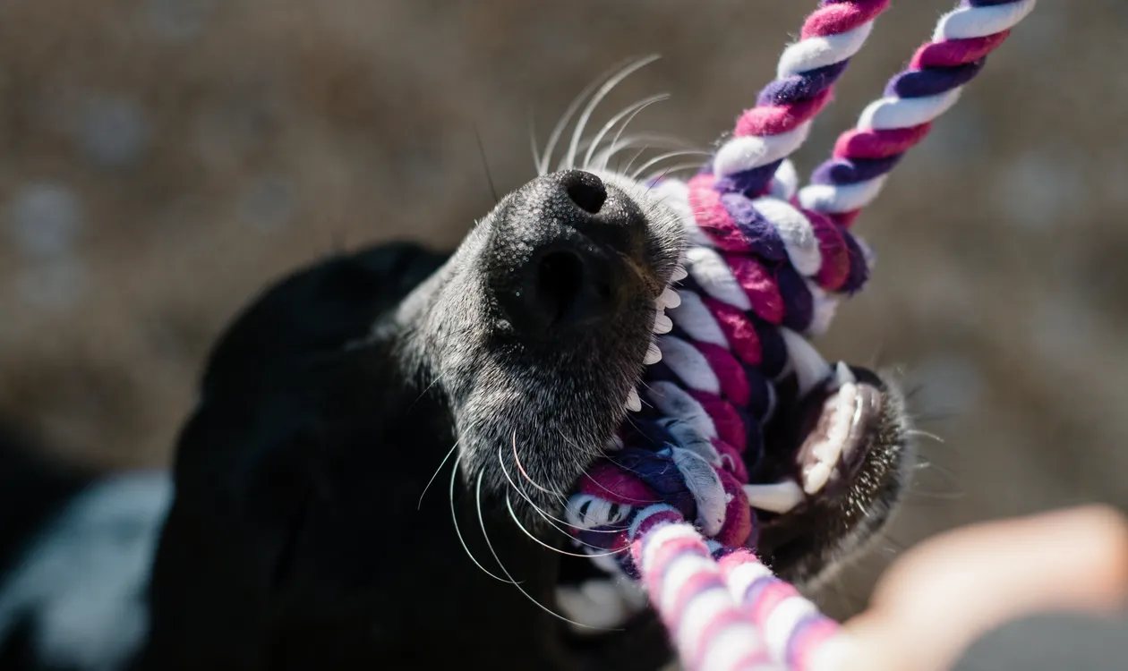 Dog Enrichment Ideas UK: The Complete Activity Guide for a Happier, Calmer Dog
