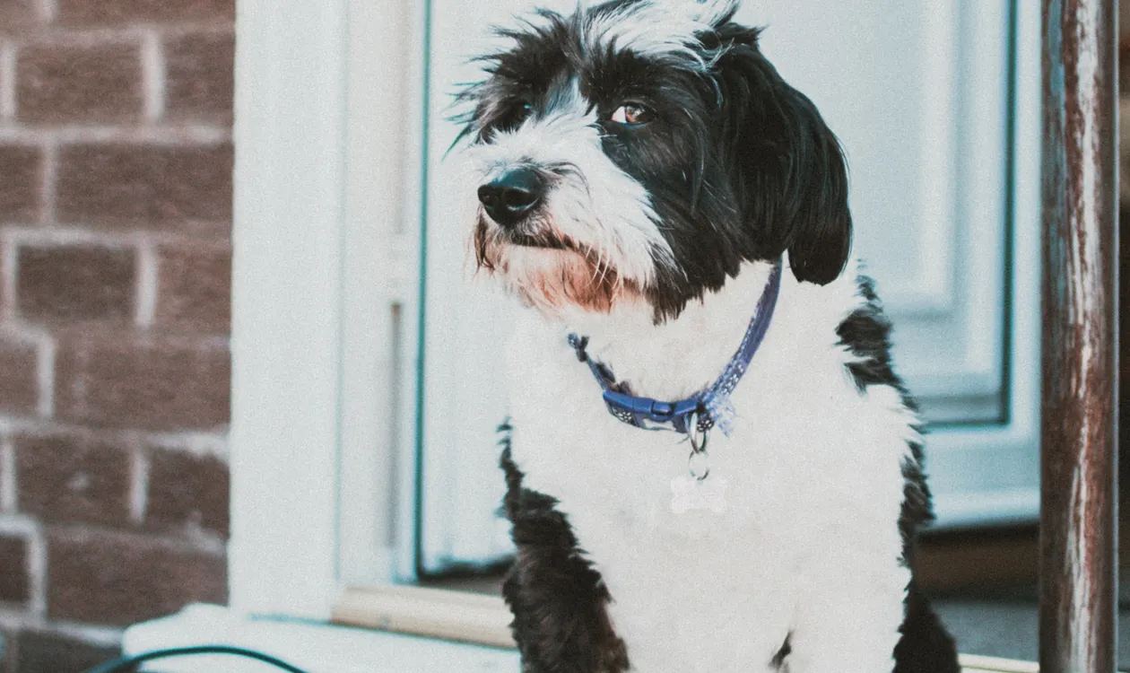 Dog Separation Anxiety: Complete UK Guide With a Step-by-Step Training Plan Dog Separation Anxiety: Complete UK Guide With a Step-by-Step Training Plan