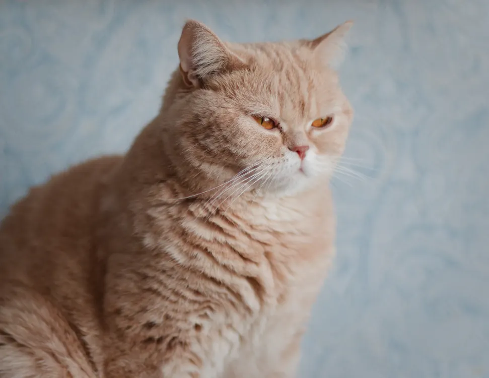 Cat Health Care: The Complete UK Guide to Keeping Your Cat Healthy