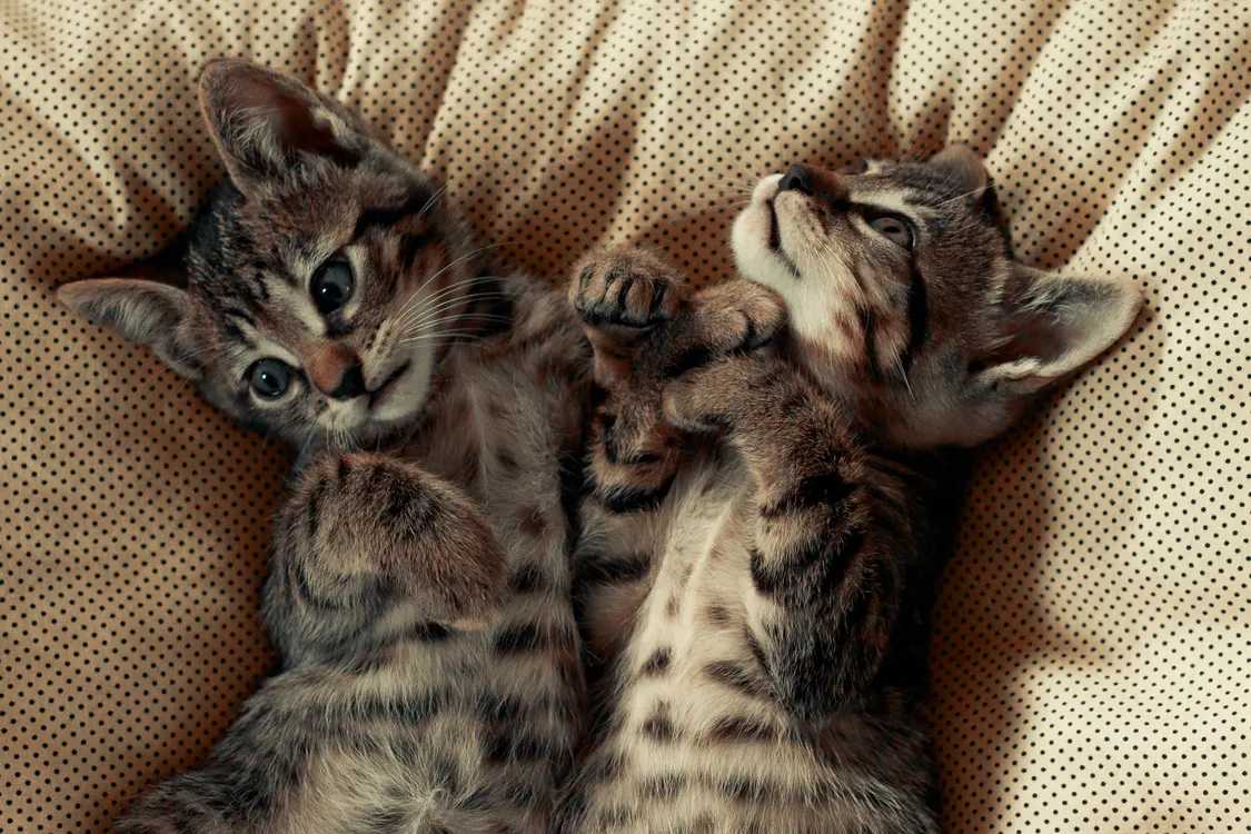 How to Introduce a Kitten to a Cat: A Step-by-Step UK Guide