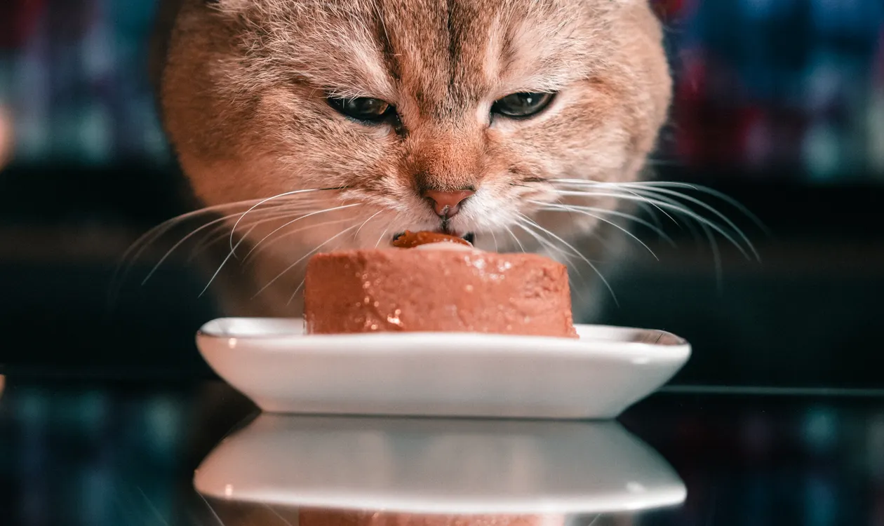 Obesity in Cats: How to Safely Help Your Cat Lose Weight (UK Guide)
