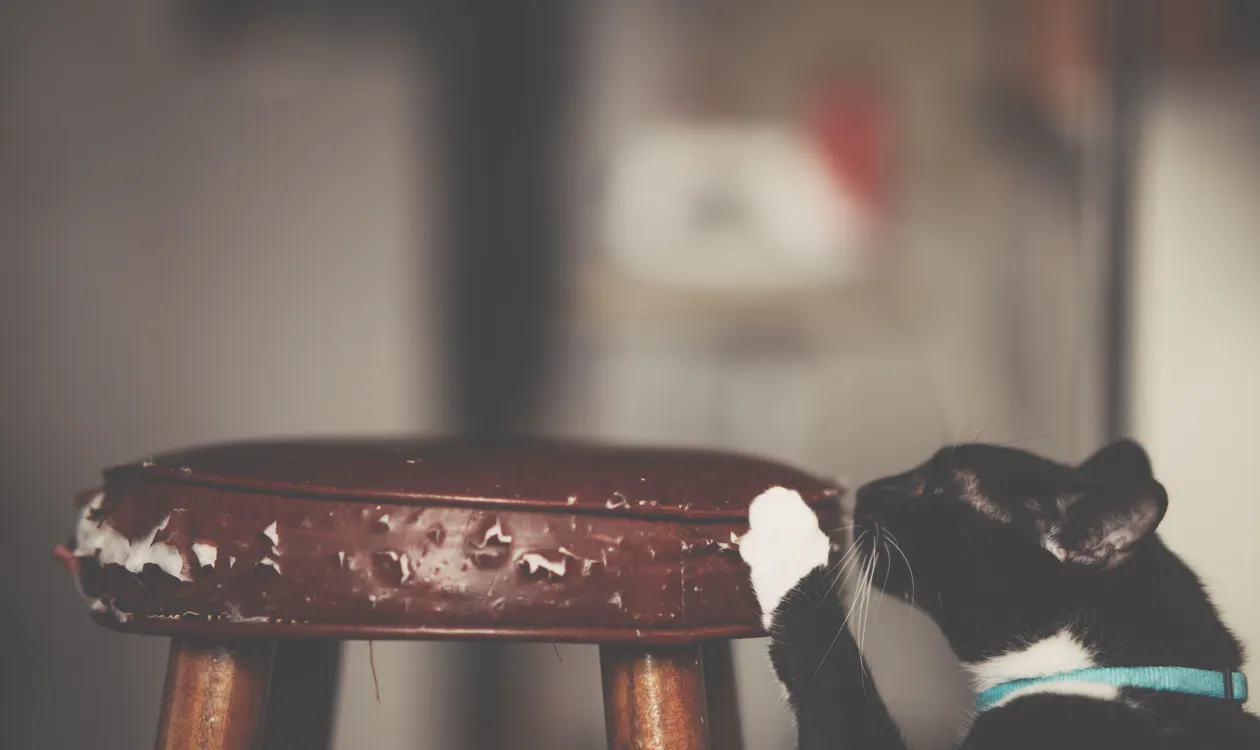 Why Does My Cat Scratch Furniture? How to Stop It (UK Guide)