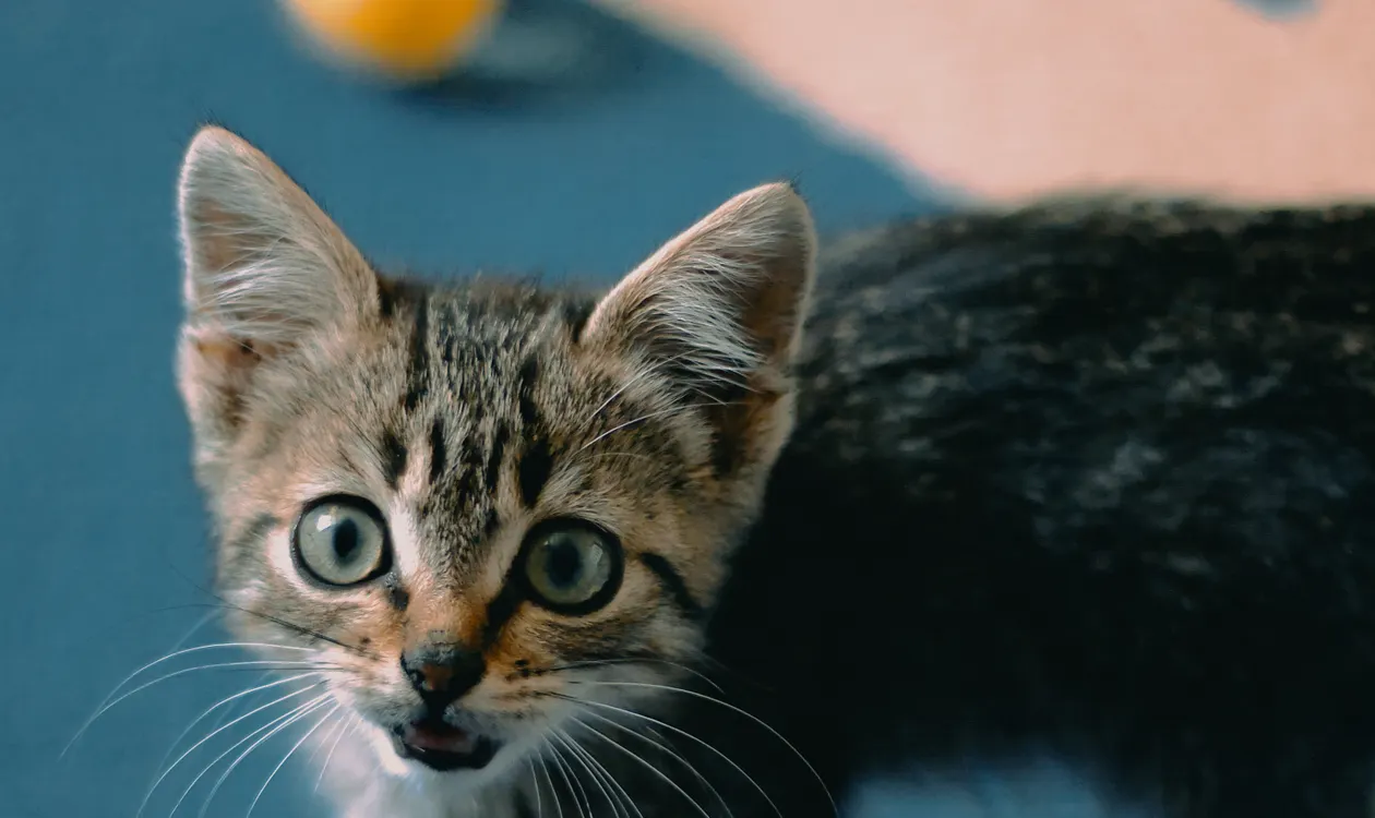 Cat Vaccination Schedule UK: Kitten and Adult Timeline Explained