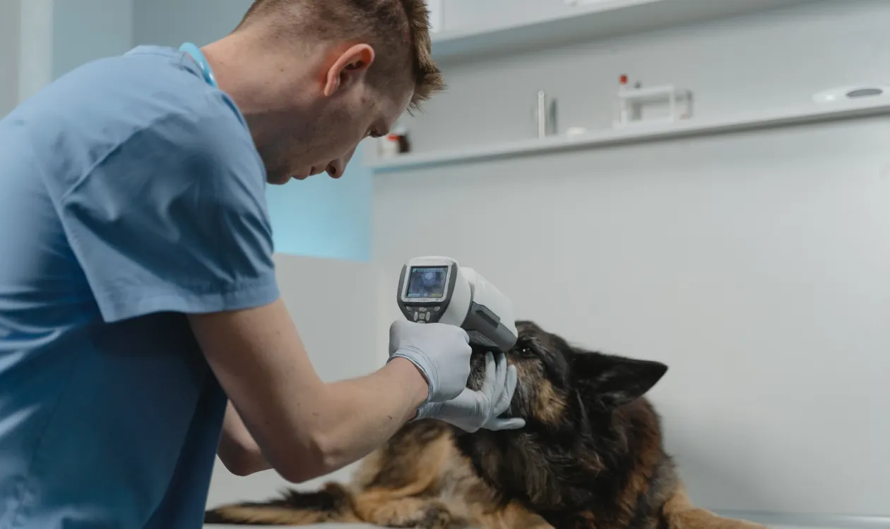 Cat Vaccination Schedule UK: Kitten and Adult Timeline