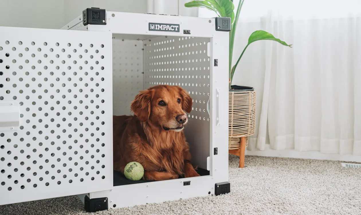 How to Crate Train a Puppy: A Step-by-Step UK Guide