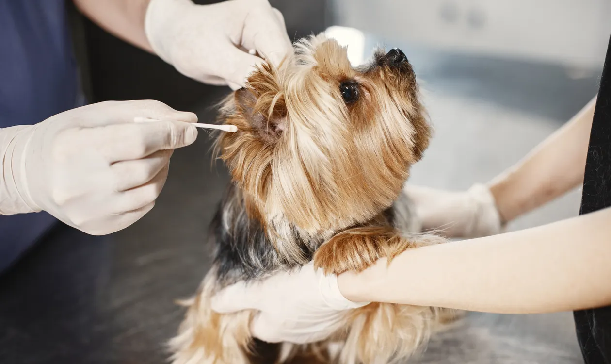 Dog Ear Infection Symptoms and Treatment: A Complete UK Guide