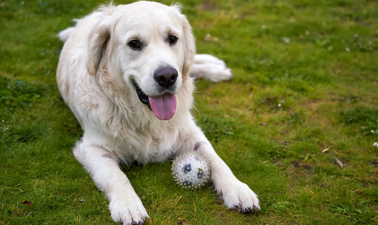 Why Is My Dog Eating Grass? UK Vet-Informed Guide (Normal vs Worrying)