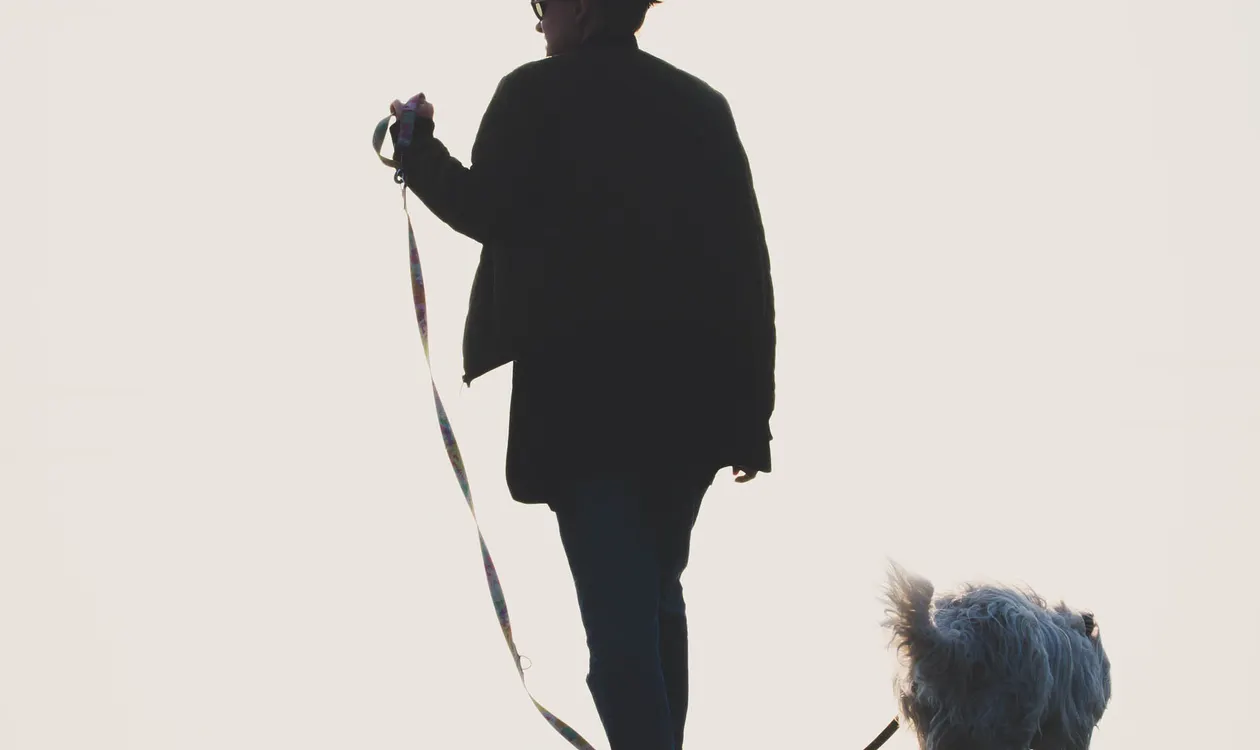 How to Stop a Dog Pulling on the Lead: A UK Training Guide How to Stop a Dog Pulling on the Lead: A UK Training Guide