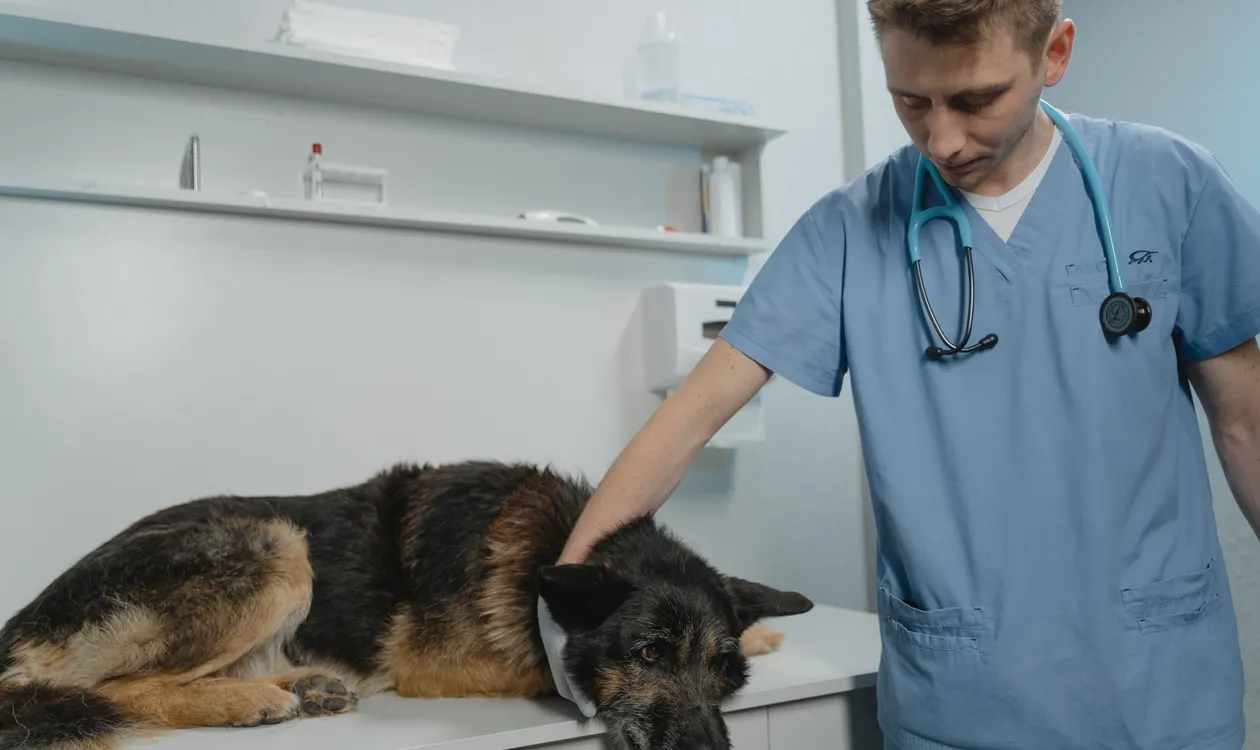 Dog Vaccination Schedule UK: Complete Puppy and Adult Timeline Dog Vaccination Schedule UK: Complete Puppy and Adult Timeline