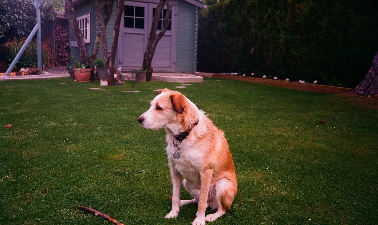 Flea and Tick Prevention for Dogs: A Complete UK Guide
