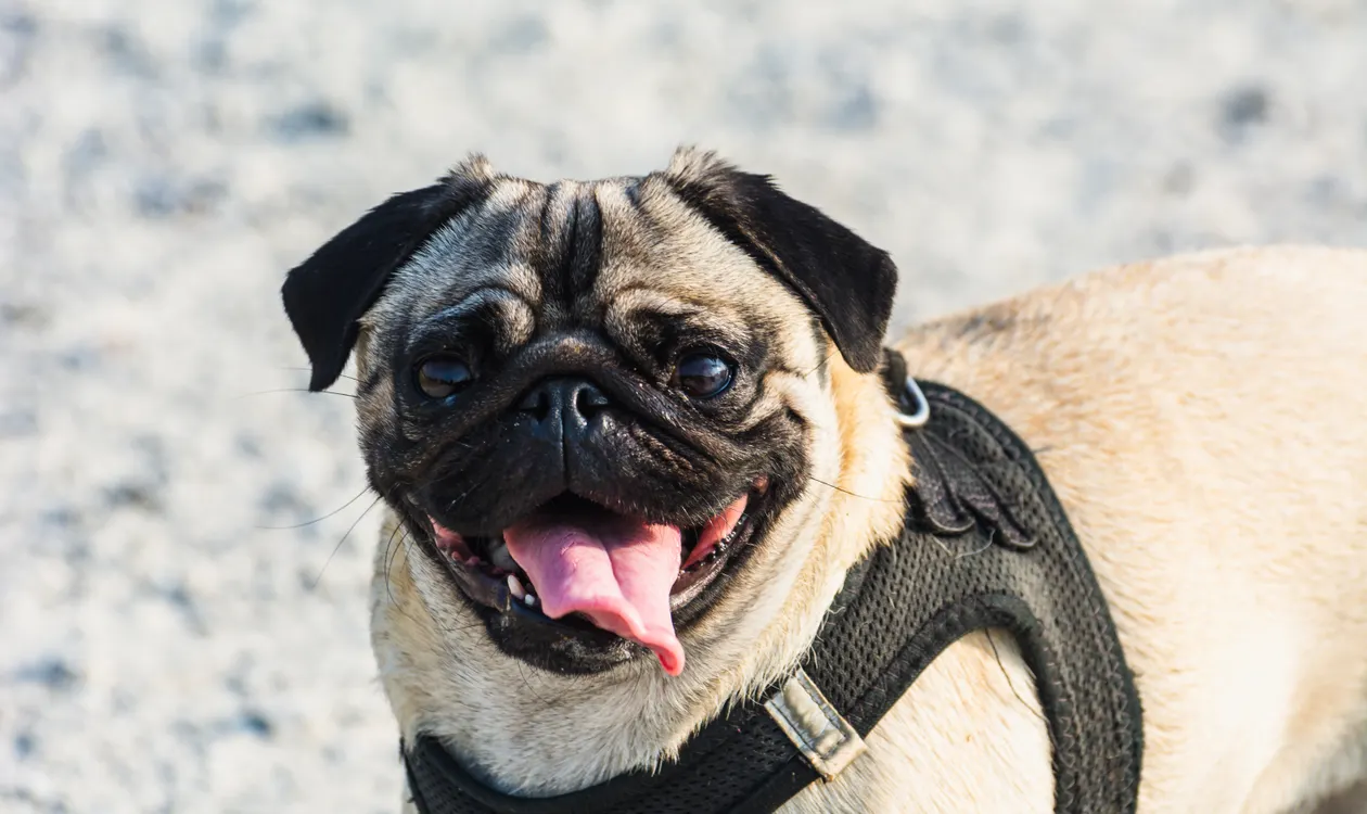 Signs of Heatstroke in Dogs and What to Do: A UK Emergency Guide