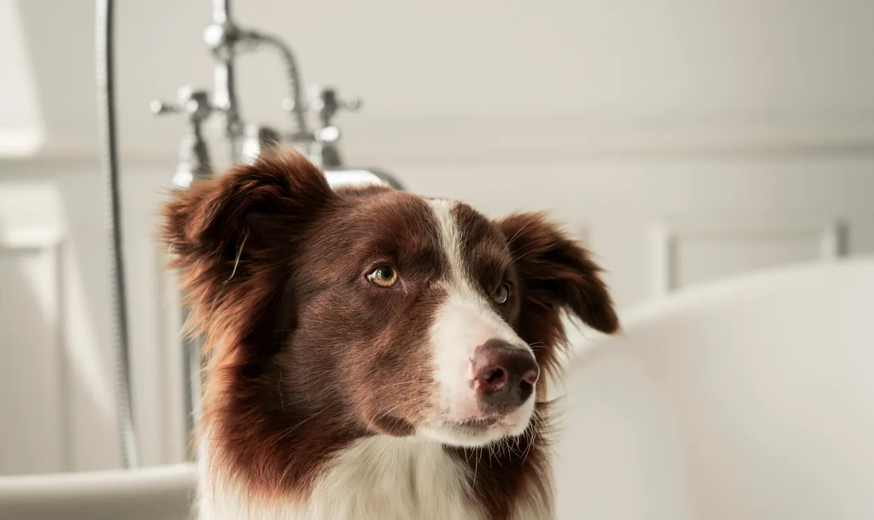 How Often Should You Bathe a Dog? A Coat-by-Coat UK Guide How Often Should You Bathe a Dog? A Coat-by-Coat UK Guide