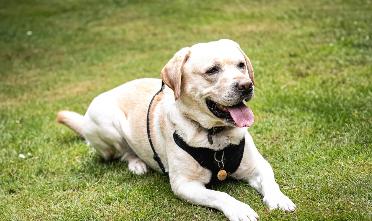 Overweight Dog? How to Safely Help Your Dog Lose Weight (UK Guide) Overweight Dog? How to Safely Help Your Dog Lose Weight (UK Guide)