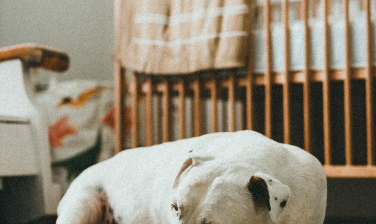 Overweight Dog? How to Safely Help Your Dog Lose Weight (UK Guide)