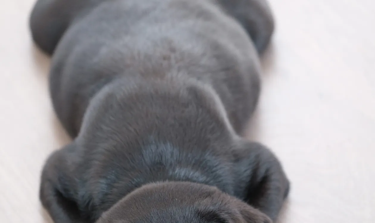 How to Crate Train a Puppy: A Step-by-Step UK Guide