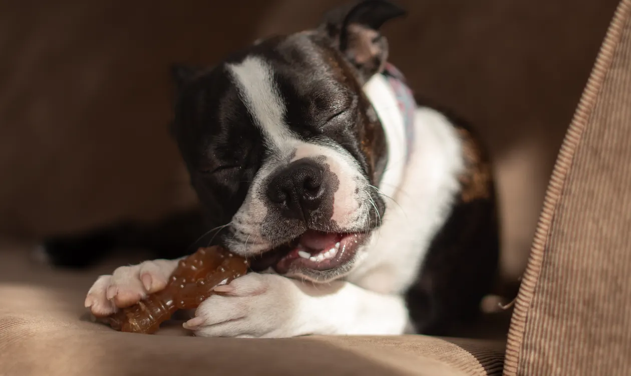 Puppy Teething Symptoms: Timeline, Signs and How to Help (UK Guide)